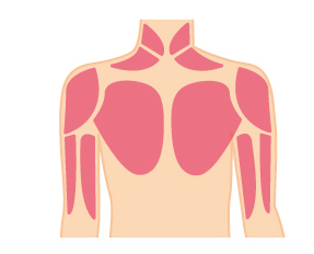 原因⑴：胸の筋肉のつき方が左右で異なる
